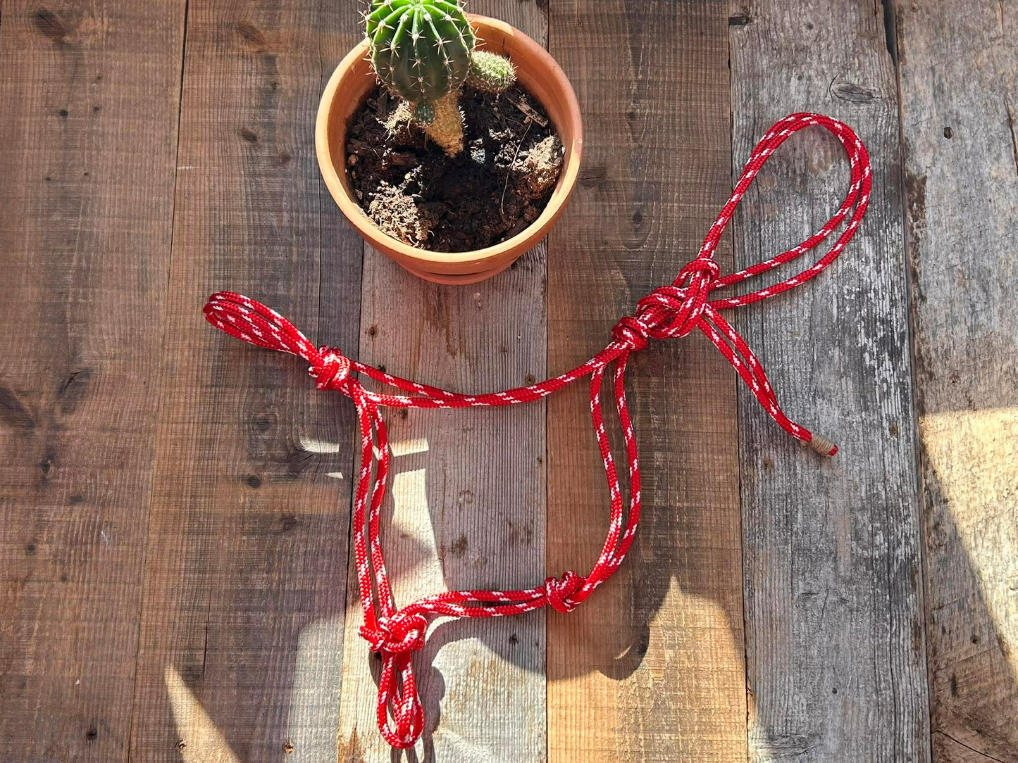 Rope halter