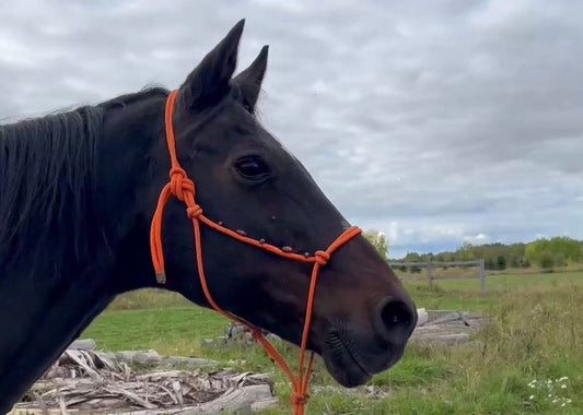 Comment lire le langage corporel de son cheval et mieux comprendre son comportement
