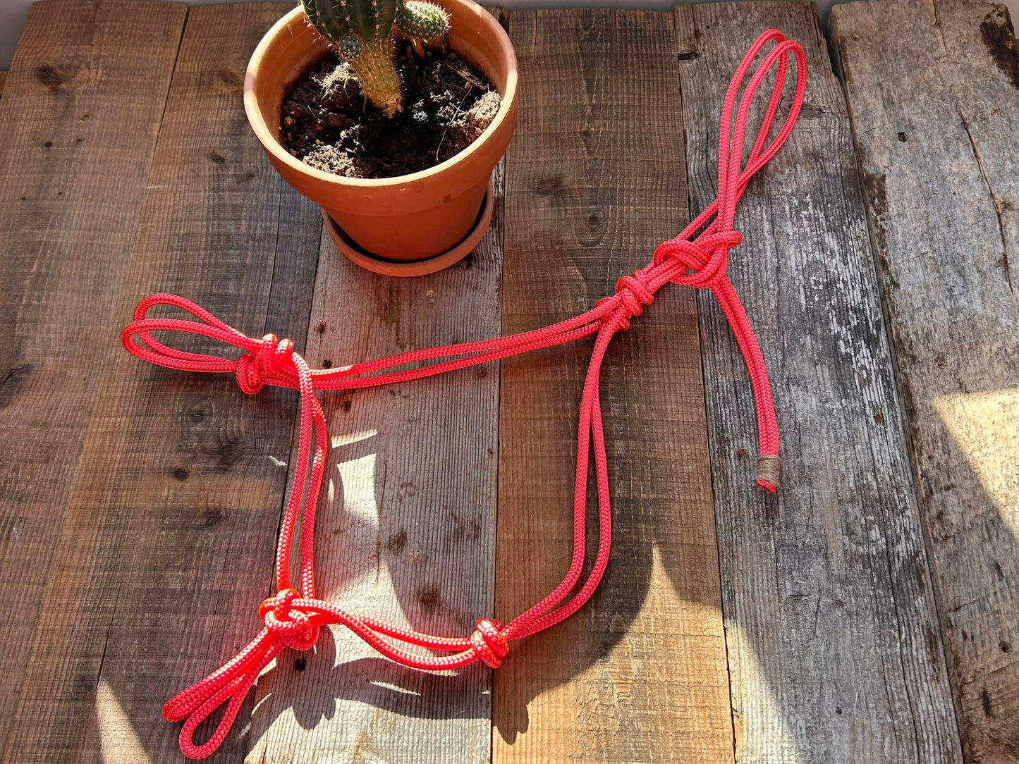 Rope halter