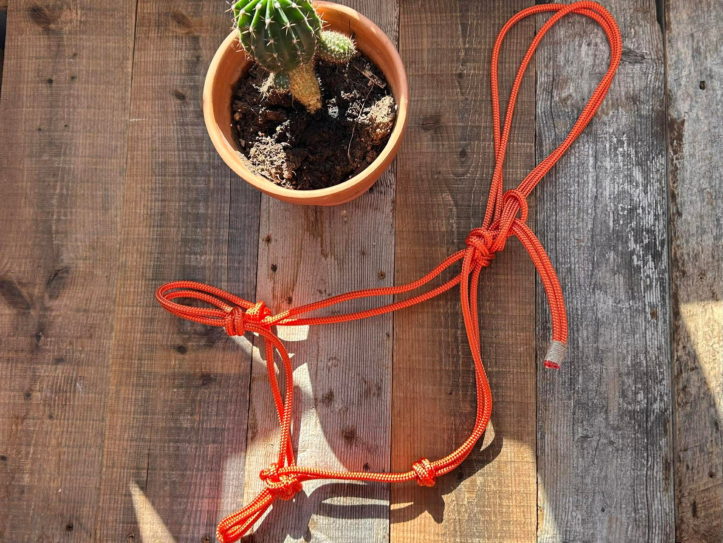 Rope halter