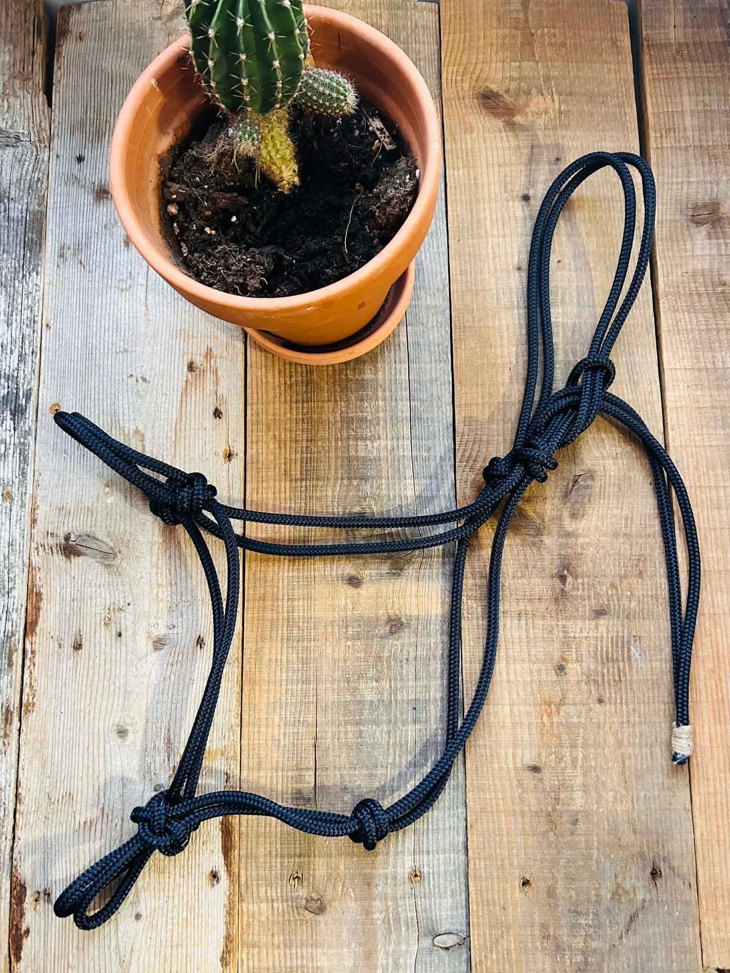 Rope halter
